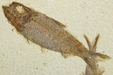 Two Detailed Fossil Fish (Knightia) - Wyoming #292485-1